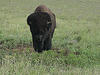 Wichita Mountains Wildlife Refuge