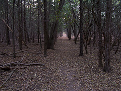 Boiling Springs State Park